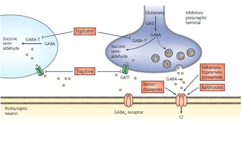 M Canisme D Action Des Anti Pileptiques Au Niveau De La Synapse