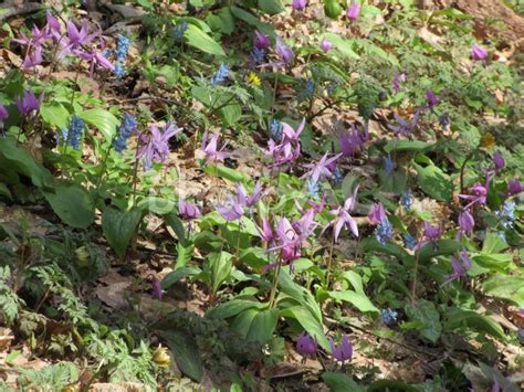 カタクリ 北海道旭川市男山自然公園 No 26365269｜写真素材なら「写真ac」無料（フリー）ダウンロードok