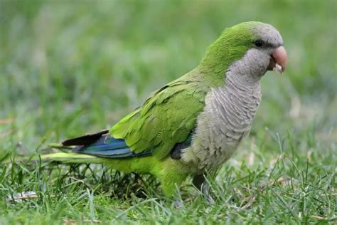 Qué comen las cotorras argentinas de alimentación Mascotas y Animales