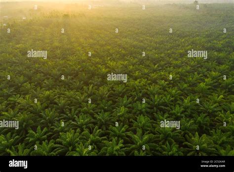 Palm Oil Plantation Hi Res Stock Photography And Images Alamy