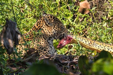 Jaguar with anaconda kill : natureismetal