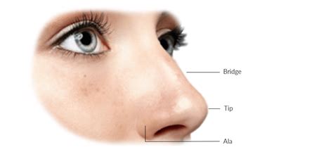 Rhinoplasty From Every Angle