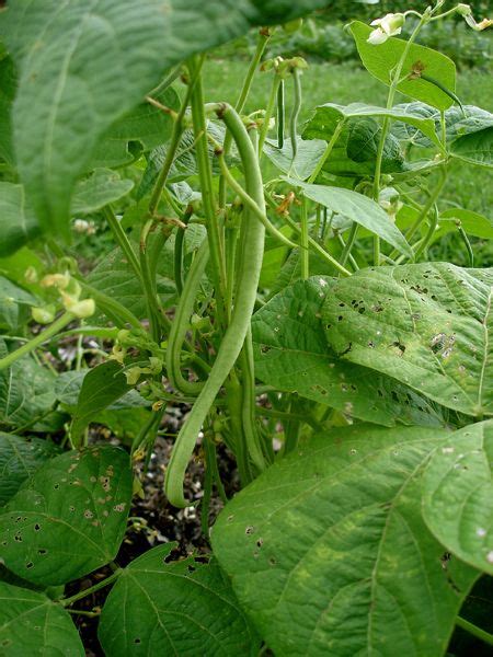 How To Grow Bushels Of Beans From Seed Bush Beans Pole Beans Artofit