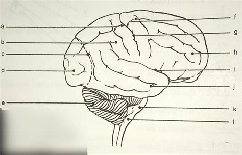 The Human Brain Diagram Quizlet