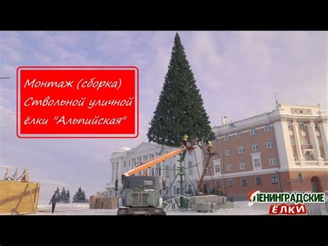 Сосна уличная "Альпийская" 12 м купить в СПб