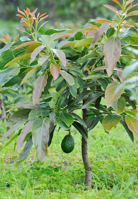 Cultivo Del Aguacate Hass Todo Lo Que Necesitas Saber