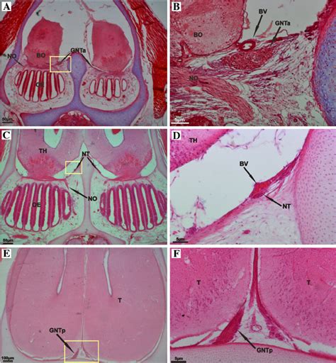 Histological Transverse Sections Through Nasal Sac And Forebrain Of