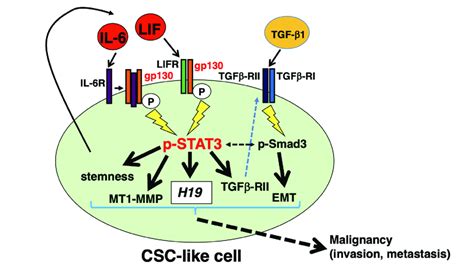 Schematic Representation Of Autocrine Paracrine IL 6 Or The