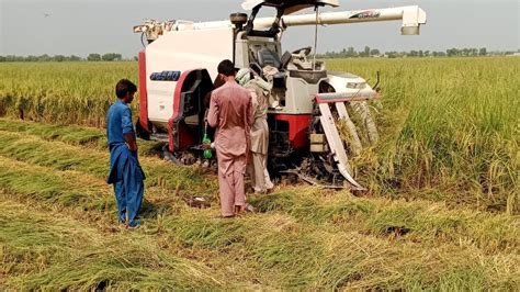 Rice Harvesting AJ Hamara Rice Ki Cutting Ho Rahi Haa YouTube