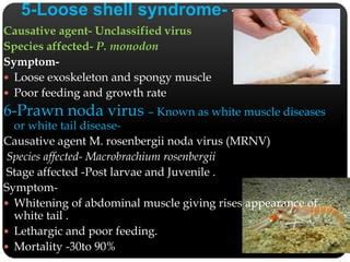 Semminar on shell fish diseases NDUAT KUMARGANJ faizabad | PPT