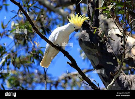 Sulphur Crested Cockatoo Cacatua Galerita Adult On Tree Murramarang