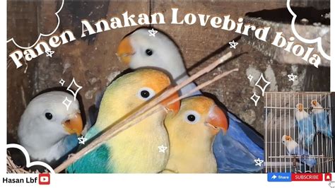 Panen Lagi Anakan Lovebird Biola Dari Indukan Biola X Biola Youtube