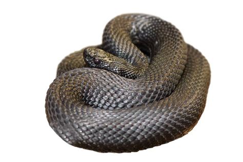 Black Berus Viper Showing Fangs Stock Photo Image Of Common Fangs