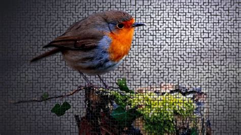 Robin Bird Wallpaper 1440x900 81605 - Baltana