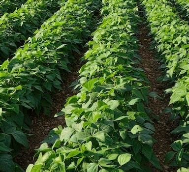 Trial Residual Polysulphate Fertilizer Increases Bean Yield Icl