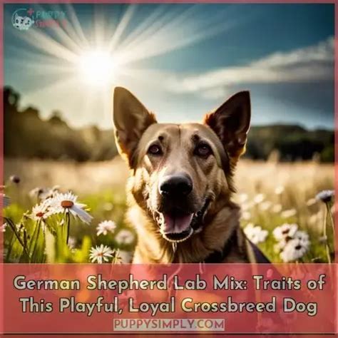 German Shepherd Lab Mix: Traits of This Playful, Loyal Crossbreed Dog