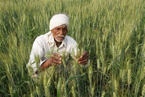 High Yielding Wheat Varieties In India Hybrid Cultivars For Increased