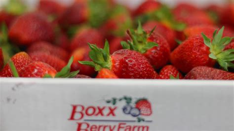 Strawberry Season - Boxx Berry Farm