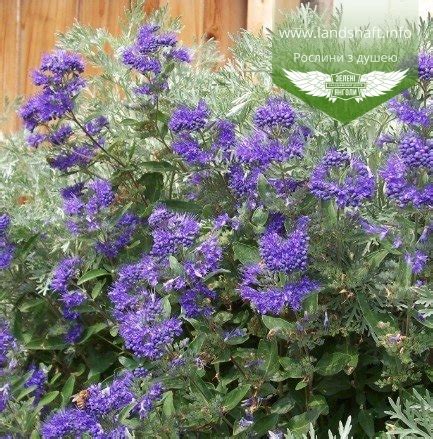 Caryopteris x clandonensis First Choice Каріоптеріс кладонський