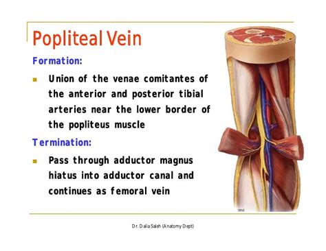 The Back Of The Thigh And Popliteal Fossa