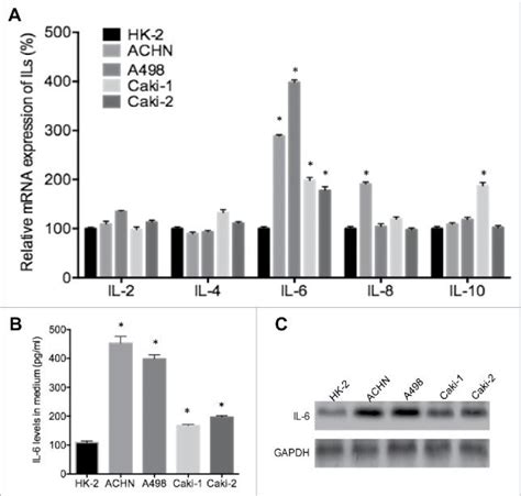 Human Renal Proximal Tubule Cell Line Hk 2 ATCC Bioz