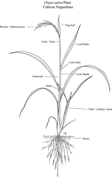 Oryza Illustrations Biology Drawing Rice Plant Illustration