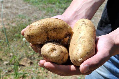 Raccolta Delle Patate Fotografia Stock Immagine Di Nave 55655070