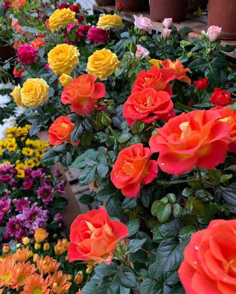 Es tiempo de flores y plantas aromáticas para el jardín - Día a Día