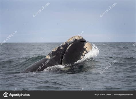 Southern Right Whale Breaching Valds Peninsula Rare Right Whales Mating