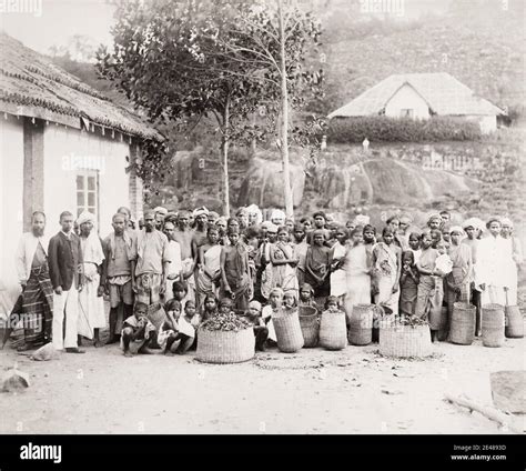 Vintage 19th Century Photograph Large Group Of Workers Indian Tea