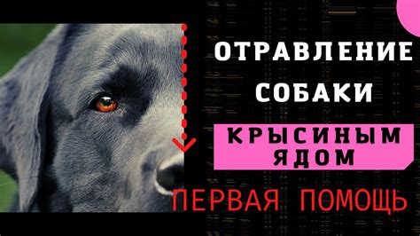 🐕📝🐾 Отравление собаки КРЫСИНЫМ ЯДОМ: первая помощь - YouTube