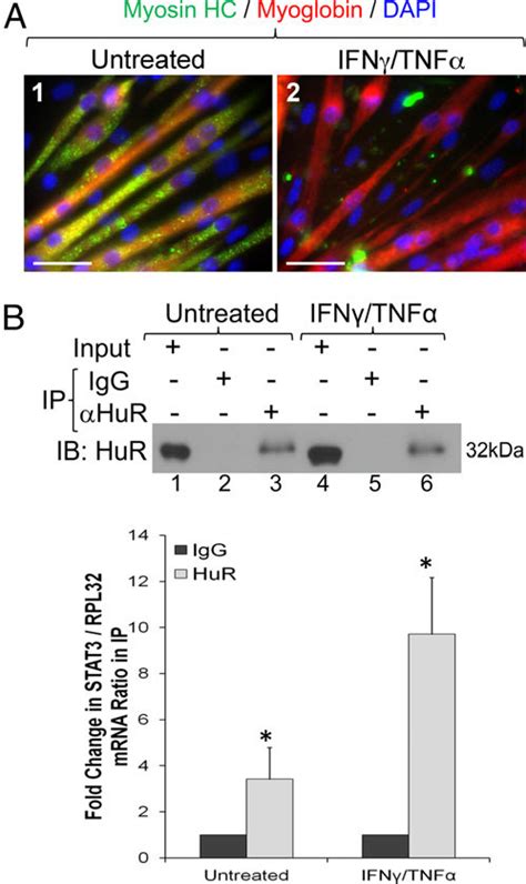 HuR Associates With STAT3 MRNA In C2C12 Myotubes During Muscle Wasting