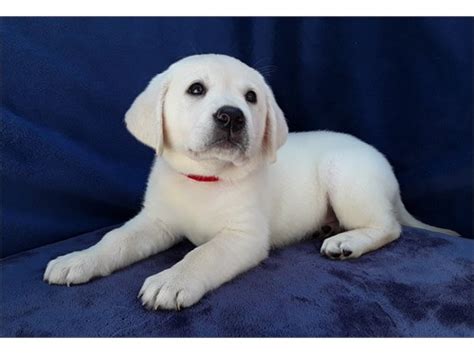 White English Lab Puppies | Pets | Studio City CA | recycler.com