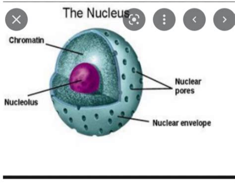 Nucleus Cell Chart Flashcards Quizlet