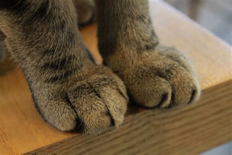 Free Images Feet Animal Pet Fur Fluffy Kitten Cat Foot Feline