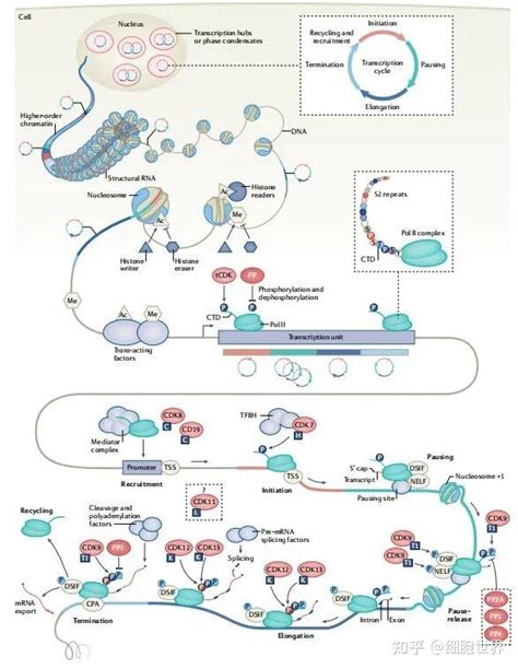 Nat Rev Cancer靶向肿瘤细胞转录周期 知乎