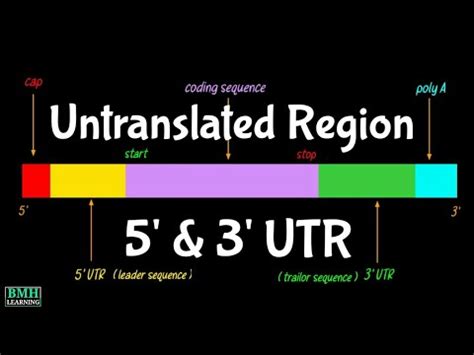 Untranslated Region UTR 5 UTR 3 UTR YouTube