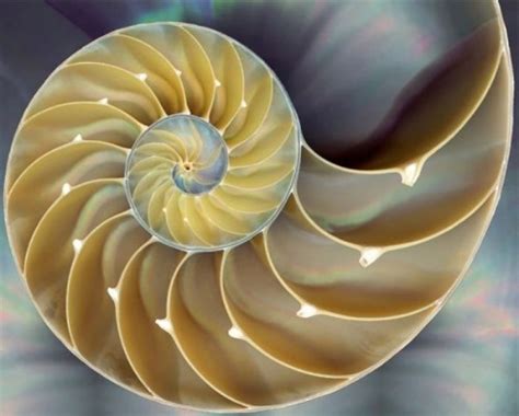 Fibonacci's Golden Spiral - The Relationship between Maths and Nature ...