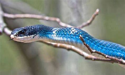 Blue Racer Beautiful Snakes Pet Snake Colorful Snakes