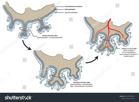 588 Chorion Images, Stock Photos & Vectors | Shutterstock