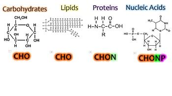 Intro To Macromolecules Chonp Monomer Polymer Animated Powerpoint