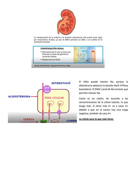 SOLUTION Fisiopatología de los Trastornos Acido Base Studypool