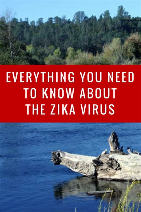 What You Need To Know About The Zika Virus Infographic Buzzoffzika