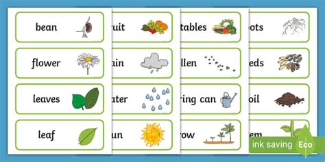 Plant And Growth Topic Word Cards Twinkl Twinkl