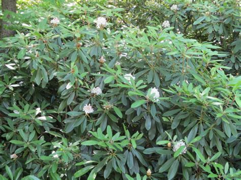 Rhododendron Bloom Report July 10 2017 NH State Parks