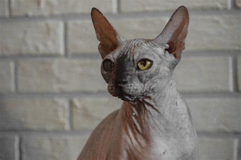 Sphynx Cat Breed Feed Stray Cats