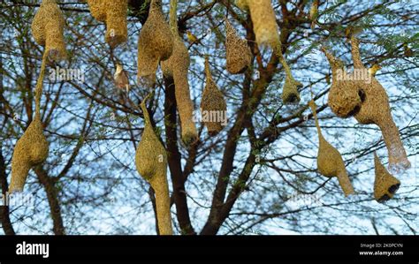 Les Oiseaux Construisent Des Nids Baya Weaver Baya Weaver Oiseau Nest