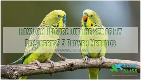 How Can I Figure Out The Sex Of My Parakeets Proven Methods