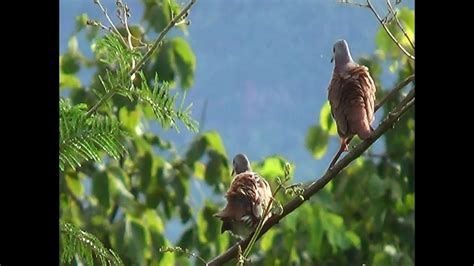 Passaros Fauna Brasileira