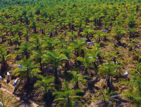 Macaúba versus Dendê e o risco de criar novos desertos verdes